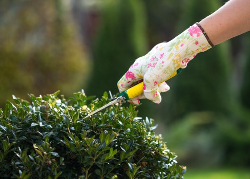 A close-up view of a gardener's hand wearing a floral-patterned gardening glove and using pruning shears to trim a dense, dark green shrub in a well-maintained garden. The shrub has small, glossy leaves and is situated on a gently sloping lawn with lush grass. In the background, there are blurred trees and a hint of a landscaped outdoor space, suggesting a peaceful backyard setting in Richmond. The scene features natural daylight with soft shadows, highlighting the healthy, vibrant foliage. This image illustrates professional garden maintenance, aligning with services offered by Landscapers Richmond in the Richmond area, particularly focusing on shrub pruning and general garden upkeep.