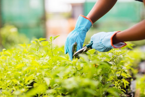 The image depicts a gardener wearing blue gardening gloves, using pruning shears to trim lush green leaves and stems of a dense shrub or hedge within a well-maintained outdoor garden space, possibly in Richmond. The background features additional plants and a blurred green structure, suggesting a greenhouse or garden environment. The scene appears to be set during daylight hours with natural lighting, highlighting the vibrant green foliage. The detailed view emphasizes careful pruning and plant care, aligned with professional gardening services offered by Landscapers Richmond. The garden layout includes a neatly managed shrubbery area, with a focus on healthy, dense foliage and natural plant textures, reflecting the attention to detail in landscape improvement and flower-bed creation projects in the Richmond area. The overall composition communicates ongoing garden maintenance and planting activities characteristic of landscaping work in outdoor residential or commercial settings in the local region, supported by local expertise in gardening and outdoor care.