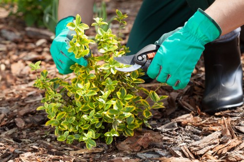 A gardener wearing bright green waterproof gloves is using pruning shears to trim a small, dense shrub with variegated green and yellow leaves in a landscaped outdoor garden. The shrub is planted in rich, dark soil surrounded by wood bark mulch, which covers the ground around it. In the background, there are patches of lush green grass and a variety of other garden plants, creating a well-maintained and tidy garden environment. The scene is outdoors with natural lighting, suggesting a mild weather day suitable for gardening tasks. The overall setting highlights tidy landscaping, with neatly trimmed plants and a clean, organized outdoor space characteristic of professional gardening services in Richmond aimed at enhancing garden aesthetics and health.
