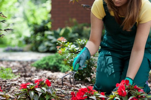 A gardener kneeling on a landscaped garden bed in front of a brick building, tending vibrant red flowering plants with a small hand rake. The garden features a neat arrangement of flowering shrubs, with broad green leaves and blossoms, bordered by mulched soil. In the background, there are additional plants and greenery, including leafy bushes and small trees, with a well-maintained lawn area nearby. The scene is set outdoors on a sunny day, with natural light illuminating the rich textures of the soil and plant surfaces, reflecting a professional gardening environment typical of outdoor maintenance services in Richmond. The gardener is dressed in casual work attire, including a yellow top and teal overalls, with teal gardening gloves, focused on careful pruning and plant care, supporting a garden designed for aesthetic appeal and healthy growth, in line with landscaping and lawn care standards provided by companies like Landscapers Richmond.