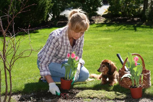 A woman with blonde hair tied back, wearing a plaid shirt and light blue jeans, is kneeling on a well-maintained, lush green lawn in a residential garden. She is carefully planting pink tulips in a small flower bed edged with dark soil, with her gloved hands gently handling the plants. To her right, a small brown puppy with floppy ears sits attentively, observing her work. Behind her, there is a wicker basket filled with more pink tulips, indicating recent gardening activity. The garden features a variety of mature trees and shrubs, providing natural shade and a vibrant backdrop of green foliage. The scene is illuminated by bright, natural sunlight, suggesting a clear, pleasant day in Richmond, with well-kept grass, a mix of flower beds and soil patches, and a peaceful outdoor environment suitable for gardening and lawn care services provided by Landscapers Richmond.